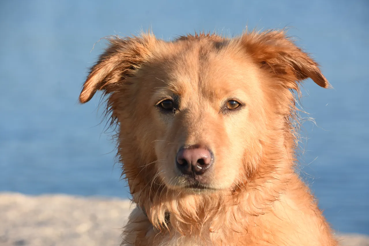 Cão saudável brincando ao ar livre