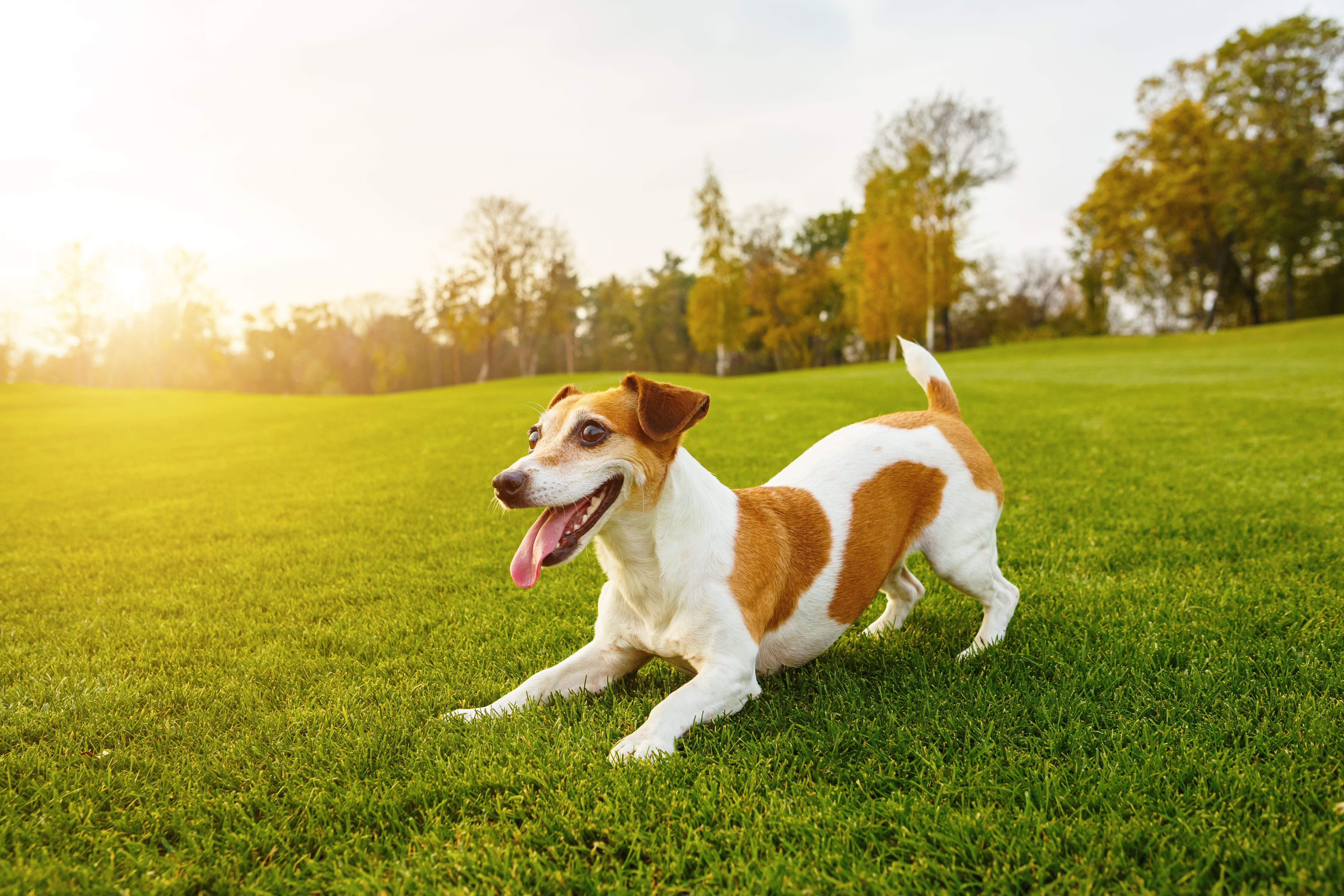Cão saudável brincando ao ar livre
